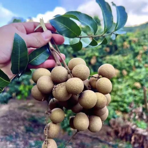 【BF】鲜龙眼500g 商品图2