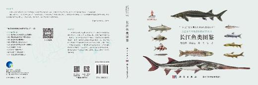 长江鱼类图鉴/危起伟等 商品图3