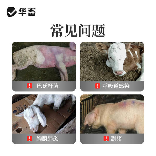 华畜兽药氟苯尼考注射液兽用牛羊呼吸道感染肺肠炎咳嗽气喘消炎 商品图1