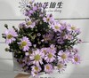 配花 | 紫鸢粉 商品缩略图0