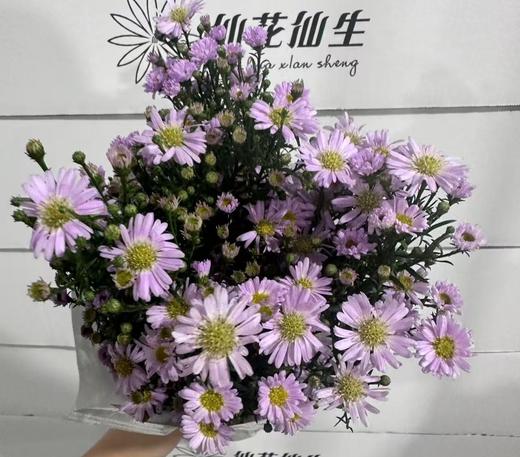 配花 | 紫鸢粉 商品图0