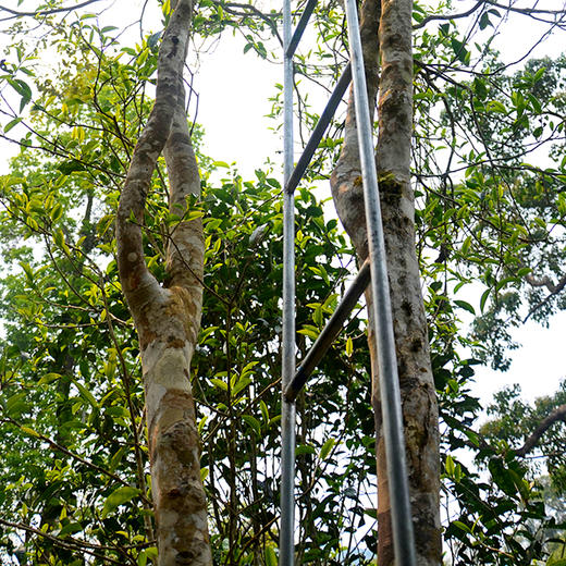 【2025年春茶】【蛇首—薄荷塘单株】原料选自薄荷塘19号茶农600年古树单株， 稀缺资源一泡难求，每一泡都是王者！600克/罐 商品图2