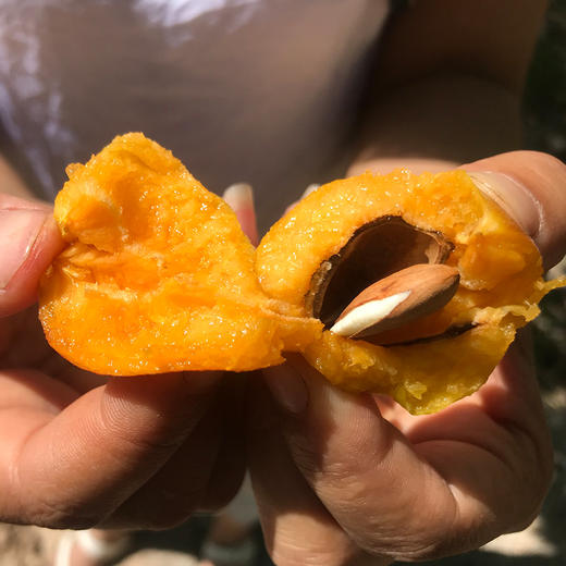 新疆阿克苏四团小红杏 净重2-4斤礼盒装 阳光小红杏 肉厚核小 自然清甜 商品图7