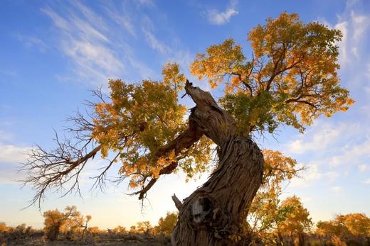 哈密大海道无人区（沙漠雅丹+星空）、伊吾古老胡杨林金秋8天摄影团 商品图5