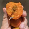 【新疆小红杏】顺丰/京东空运 甜蜜多汁 细腻绵软 个头迷你珍珠 一杏两吃 果肉和杏仁 杏香四溢 核肉易分离 2种规格任选 商品缩略图1