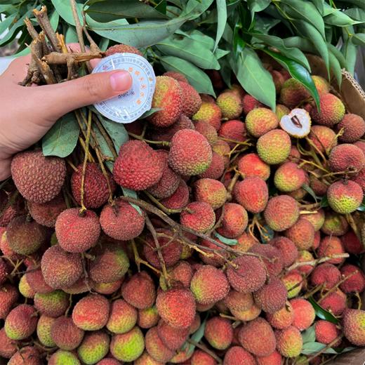 本地妃子笑荔枝 商品图2