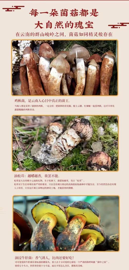 云南菌子好礼盒鸡枞菌牛肝菌松茸菌各2瓶238g/瓶 商品图5