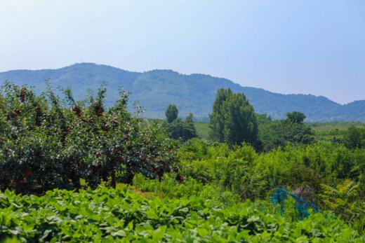 【顺丰/京东包邮】2025新品尝鲜59.9崂山香蜜杏小白杏糖度可达20自带花香果香一杏两吃杏仁也可以食用顺丰京东基地直邮 商品图3