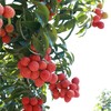 仙香糯荔枝.二代糯米糍&仙进奉荔枝 商品缩略图1