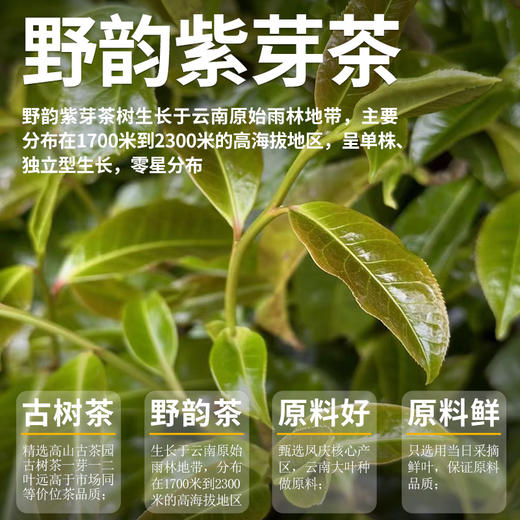 凤宁号【野韵天香】古树野生滇红茶250克 商品图2