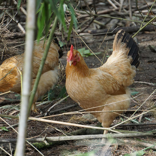 【超值两只装】皖南小镇 九华山2.0-2.3斤散养黄油老母鸡（含鸡胗） 可煲汤红烧 商品图1