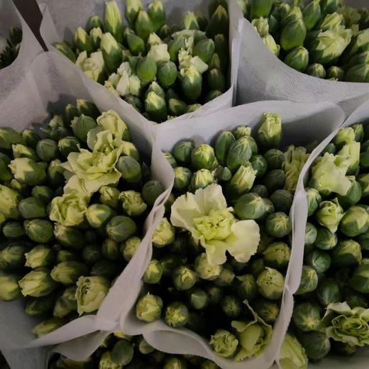 多头康乃馨 | 绿茶 商品图0