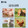 【社群专享】卡巴匹林钙粉 解热镇痛消炎药 起效快 安全性好 禽畜通用 商品缩略图3