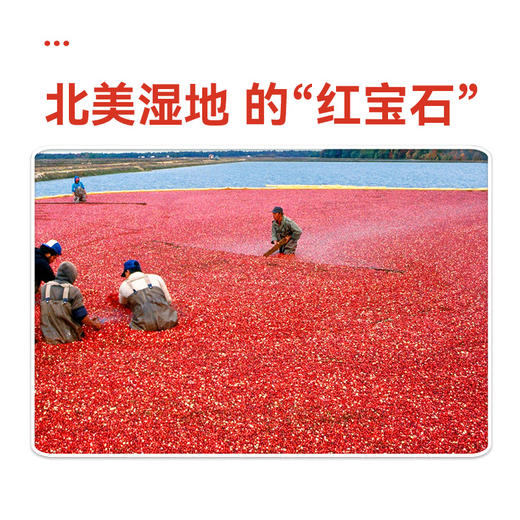 沃隆140g蔓越莓干罐装 商品图2