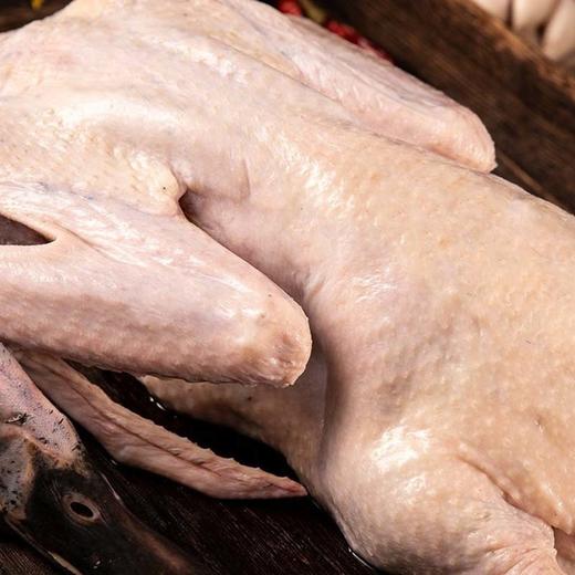 【康在此】地理标志产品 | 洪湖绿头老野鸭 无膻味 久炖肉不散 紧实有嚼劲 四季温补 严格检疫可追溯 商品图1