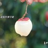 仙香糯荔枝.二代糯米糍&仙进奉荔枝 商品缩略图3