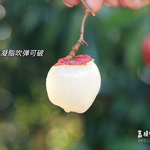 仙香糯荔枝.二代糯米糍&仙进奉荔枝 商品图3