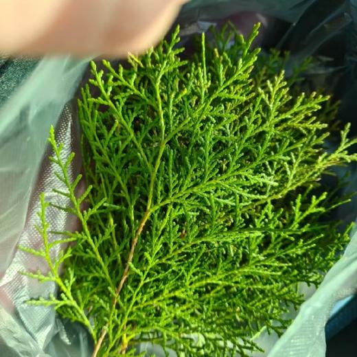 乌斯曼洗发皂 商品图1