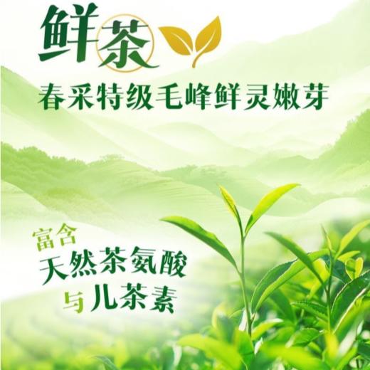 康师傅 鲜绿茶500ml 商品图3