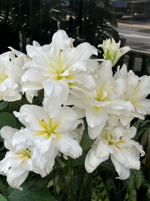 精品百合暴风雪重瓣百合 商品图2