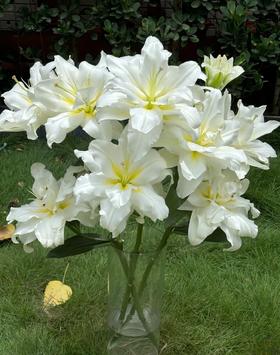 精品百合暴风雪重瓣百合