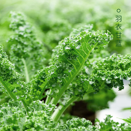 【粉质细腻，即冲即饮】羽衣甘蓝奇亚籽辟谷粉 早餐代餐高膳食纤维粉-QQ 商品图1