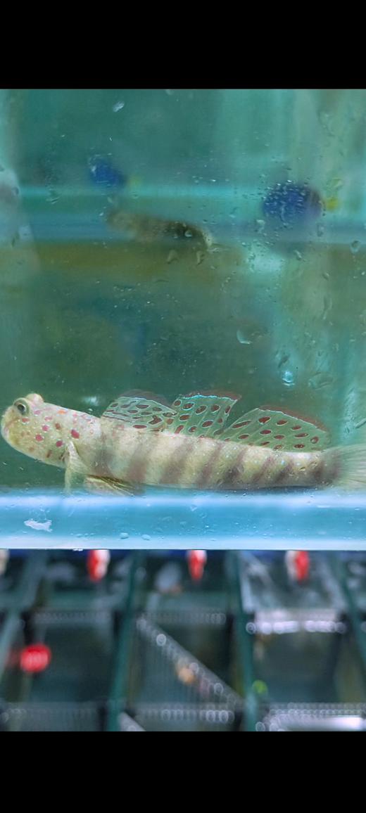 粉红蓝点虾虎 商品图1