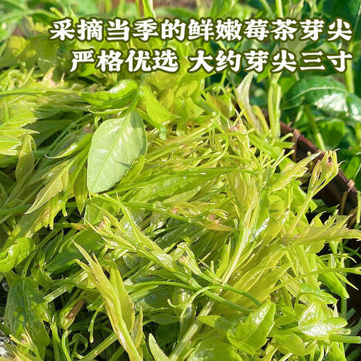 【入口回甘❗️莓茶特级土家茶】甄选产地当地新货，手工筛选自然晾晒，无熏染无添加，美味健康无负担， 张家界茅岩嫩芽芽尖藤茶20克罐装龙须养生茶L 商品图1