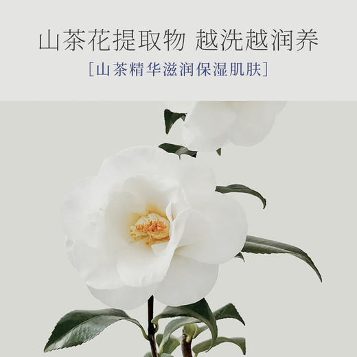 山茶氨基酸泡沫洗手液 255ml  A-4846 商品图4