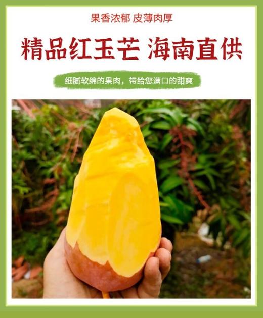 【海南 红玉芒】有贵妃芒的颜，有芒果的型，好吃又小众，果期真的仅仅只有短短的15天果核也是非常薄的，高达85%以上的可食率 商品图1