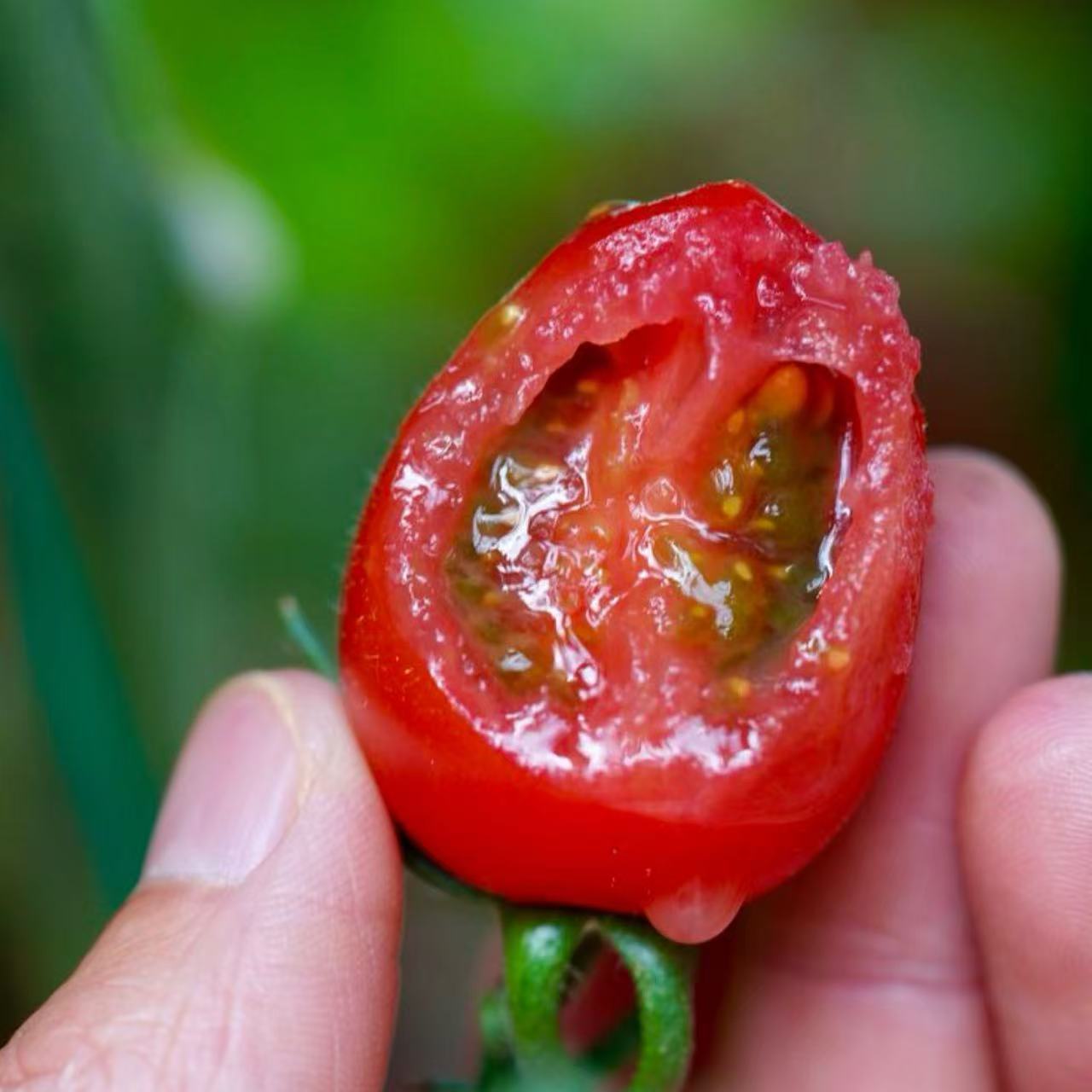 【攀枝花高山玲珑蜜小番茄🍅】2000米以上大山深处的小番茄 甜！甜！甜！自然成熟的甜 汁水充盈 顺丰发货