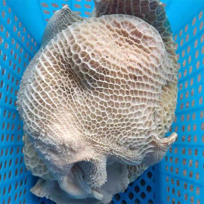 新鲜金钱肚 蜂窝牛肚，1份2斤