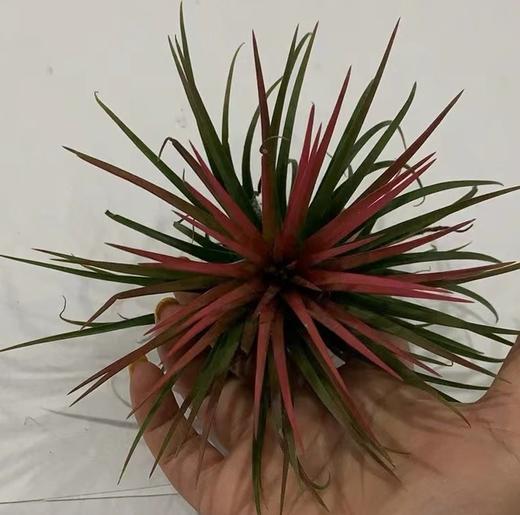 叶材 | 危地马拉 商品图0