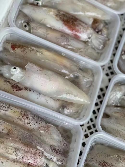 & 精品带籽鱿鱼🦑品质一级棒👍个个带籽味道更绝😋活冻 商品图2