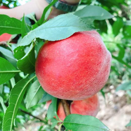 【十堰主城区包邮】新鲜水果 丹江口贡桃  6斤装（微瑕疵果，介意勿拍） 商品图0