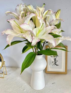 精品百合霓裳仙子5支