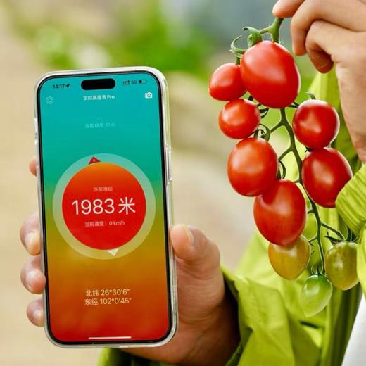 【攀枝花高山玲珑蜜小番茄🍅】2000米以上大山深处的小番茄 甜！甜！甜！自然成熟的甜 汁水充盈 顺丰发货 商品图3