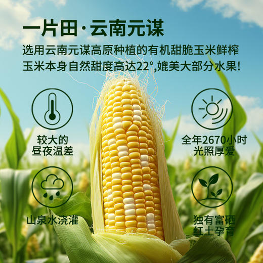 芸岭鲜生有机玉米汁 （无糖）230克*10瓶 商品图5