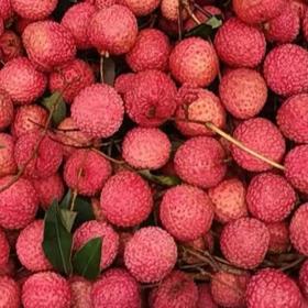 桂味荔枝A果 500g/份