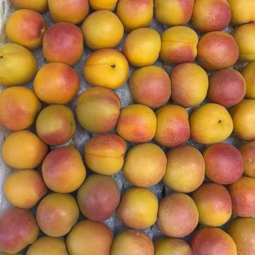 新疆吊干杏AA果 500g/份 商品图0