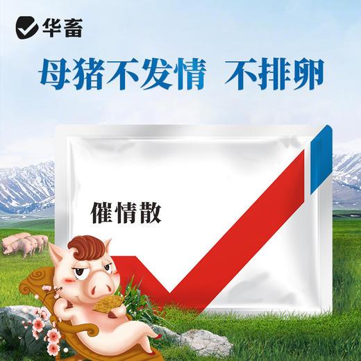 华畜促情散 促发情促排卵产仔多  母猪母牛母羊用 商品图0