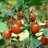【攀枝花高山玲珑蜜小番茄🍅】2000米以上大山深处的小番茄 甜！甜！甜！自然成熟的甜 汁水充盈 顺丰发货 商品缩略图2