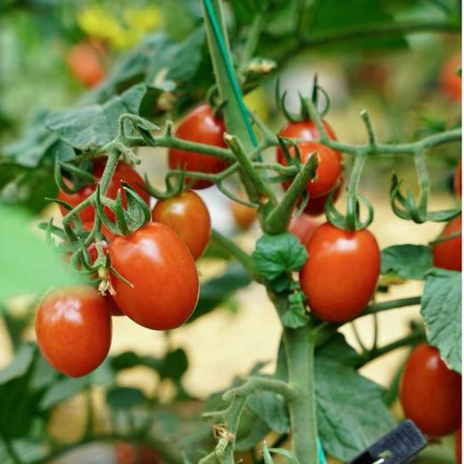【攀枝花高山玲珑蜜小番茄🍅】2000米以上大山深处的小番茄 甜！甜！甜！自然成熟的甜 汁水充盈 顺丰发货 商品图2