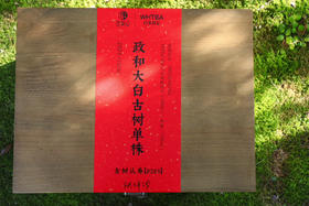 2025年白茶教室认养│古树单株牡丹&寿眉（编号0285）