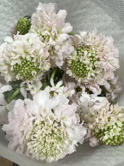 国产花材-【松虫草】 商品图6