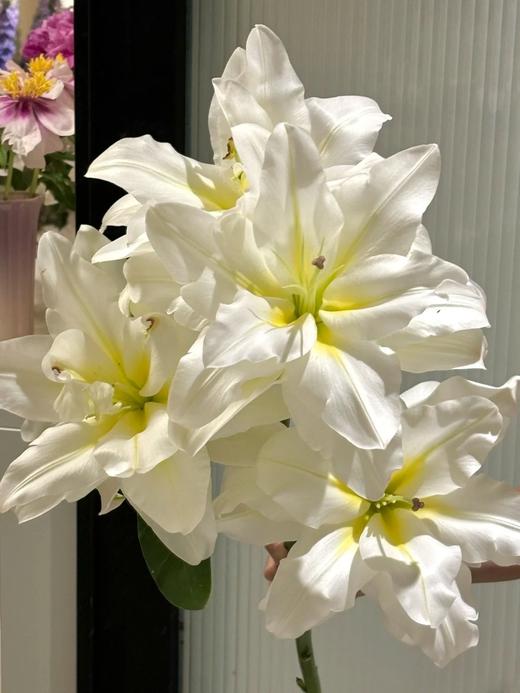 精品百合暴风雪重瓣百合 商品图3