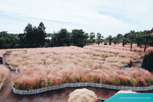 9.25确定出发【韩国济州岛】韩风来袭•粉红海岸线5天摄影<广州直飞，免签> 商品图1