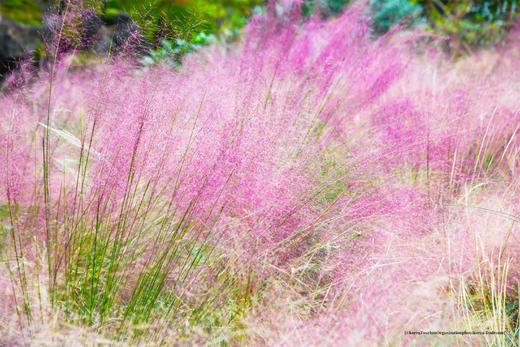 9.25确定出发【韩国济州岛】韩风来袭•粉红海岸线5天摄影<广州直飞，免签> 商品图11