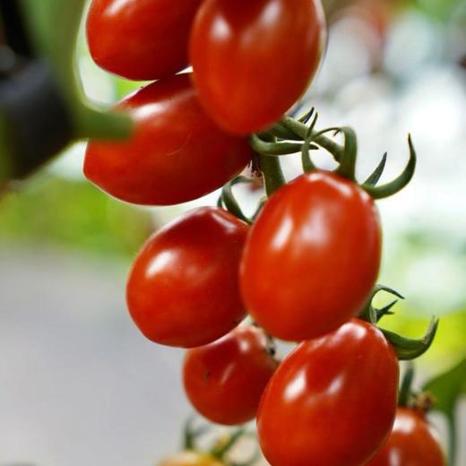 【攀枝花高山玲珑蜜小番茄🍅】2000米以上大山深处的小番茄 甜！甜！甜！自然成熟的甜 汁水充盈 顺丰发货 商品图4