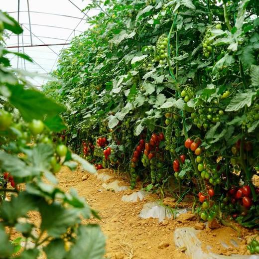 【攀枝花高山玲珑蜜小番茄🍅】2000米以上大山深处的小番茄 甜！甜！甜！自然成熟的甜 汁水充盈 顺丰发货 商品图1
